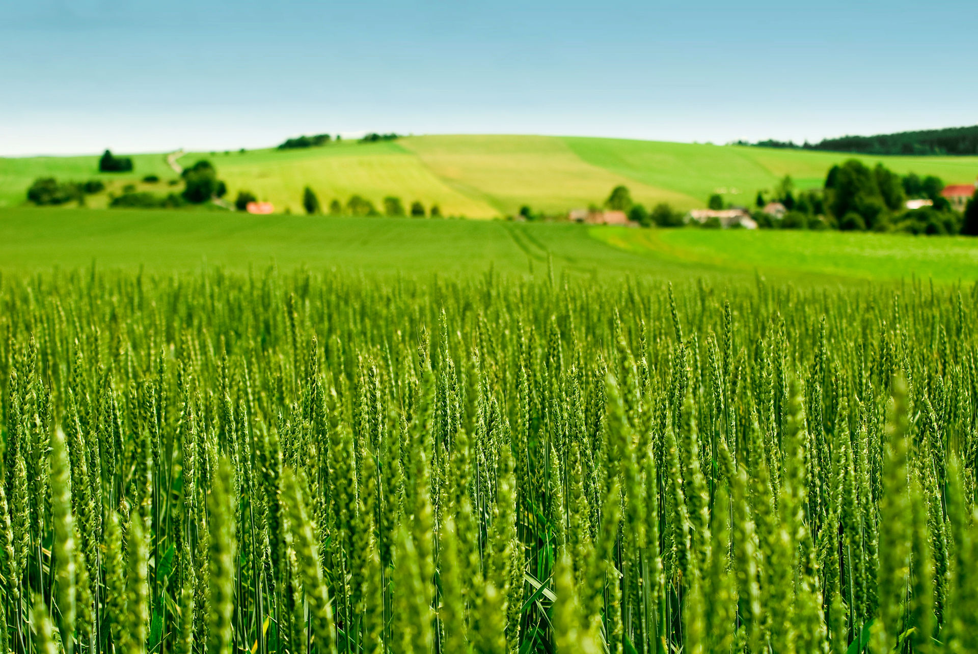Commodity Crop Sector Outlook for Harvest 2025