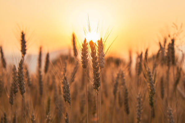 Commodity Crop Sector Outlook for Harvest 2025